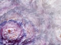 Floral purple-pink background.  Flowers and peony petals.   Close-up.   .  Flower composition. Royalty Free Stock Photo