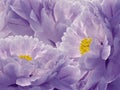 Floral purple and pink background. Flowers and petals of a purple and pink peonies close up. Royalty Free Stock Photo