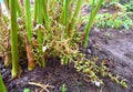 Floral Racemes and Pods of Cardamom Plant - Elettaria Cardamomum Maton - Malabar Elaichi - Spice Plantation in Kerala, India Royalty Free Stock Photo