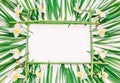 Floral rectangular frame of yellow flowers of daffodils and green leaves on white background with space for text Royalty Free Stock Photo