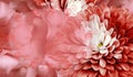 Floral red background. Flower chrysanthemum and petals of a red  roses. Place for text. Close-up. Royalty Free Stock Photo