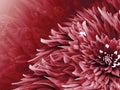 Floral red background. Flowers dahlias close-up on a light blue background. Flowers composition. Royalty Free Stock Photo