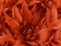 Floral red beautiful background of Chrysanthemums. Wallpapers of red flowers. Closeup,