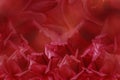 Floral red beautiful background from roses. Flower composition. Red roses on a red background. Postcard for the holiday. Royalty Free Stock Photo