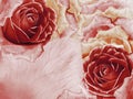 Floral red and orange background from roses. Flowers and petals of a red roses. Place for text. Royalty Free Stock Photo