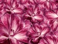 Floral red-pink background. A bouquet of cloves flowers. Close-up. Flower composition. Nature Royalty Free Stock Photo