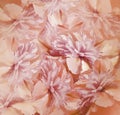 Floral red-pink background. Bouquet of flowers of peonies. Pink-white petals of the peony flower. Close-up. Royalty Free Stock Photo