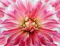 Floral red-pink background.  Dahlia  flower.  Close-up. Royalty Free Stock Photo