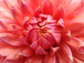 Floral red-pink background. Dahlia flower. Close-up. Royalty Free Stock Photo