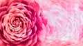 Floral red-pink background. red petals  roses  flowers.  Close-up.   floral collage.  Flower composition. Royalty Free Stock Photo