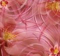 Floral red-pink beautiful background . Wallpapers of light pink-yellow. Flower composition. Royalty Free Stock Photo