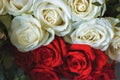 Floral red and white background of beautiful roses. Royalty Free Stock Photo