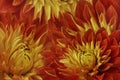 Floral red-yellow beautiful background. Flowers red-yellow dahlias.Flower composition. Close-up. Royalty Free Stock Photo