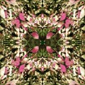 Floral Reflections Capturing Mirrors in Bloom with Duplicated Photographs Royalty Free Stock Photo