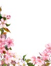 Floral retro background with blossom. White, pink apple flowers. Vintage watercolour Royalty Free Stock Photo