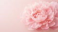 floral romance flower background close