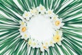 Floral round frame of flowers Narcissus on the background of green leaves with white space for text Royalty Free Stock Photo