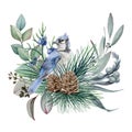 Floral rustic winter arrangement watercolor illustration. Hand drawn natural decor with blue jay bird, pine, eucalyptus leaves. Royalty Free Stock Photo