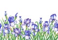 Floral seamless border with flowering violet and blue irises, on white background. Isolated watercolor hand drawn painting illustr Royalty Free Stock Photo
