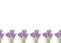 Floral seamless border with purple crocuses in green grass on a white background. Free space for text. Watercolor hand drawn Royalty Free Stock Photo