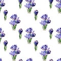 Floral seamless pattern with blooming crocus flowers. Delicate bouquets of the first spring flowers.