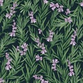 Floral seamless pattern with blooming rosemary on black background. Backdrop with wild aromatic herb. Botanical vector