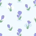 Floral seamless pattern. blooming spring flowers purple crocuses, saffron on light blue background. Vector illustration Royalty Free Stock Photo