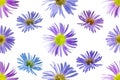 Floral seamless pattern from flowers of alpine aster. White isolated background. Close-up. Macro shooting. Concept for printing. Royalty Free Stock Photo