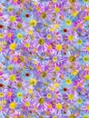 Floral seamless pattern from flowers of alpine aster. White isolated background. Close-up. Macro shooting. Concept for printing. Royalty Free Stock Photo
