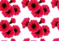 Floral seamless pattern with red flower and pink petal on white. Bright vivid color repeating passion background Royalty Free Stock Photo