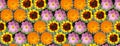 Floral seamless pattern with summer flowers