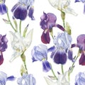 Floral seamless pattern with watercolor irises