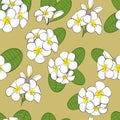 Floral seamless pattern. White flowers (plumeria) Royalty Free Stock Photo