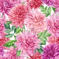 Floral seamless patterns, pink dahlia on an isolated background. Watercolor painting Royalty Free Stock Photo