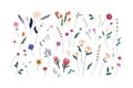 Floral set of beautiful blooming wildflowers and leaves. Botanical collection of cut meadow and garden flowers isolated