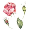 Floral Set of Classical Watercolor Vintage Red Rose, Leaves, Buds