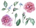 Floral Set of Classical Watercolor Vintage Red Roses, Leaves, B