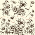 Floral set. A collection of hand drawn flowers Royalty Free Stock Photo