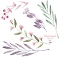 A floral set with the isolated watercolor branches, flowers and berries Royalty Free Stock Photo