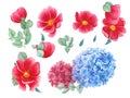 Floral set with red anemones, red and blue hydrangea and green leaves, watercolor painting