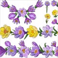 Floral set with crocuses: seamless flowers brush, frames with crocus, floral isolated crocuses elements for design on a white