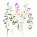 Floral set: summer meadow flowers