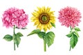 Floral set of Sunflower, dahlia, hydrangea isolated on white background, watercolor flowers