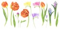 Floral set with tulips, freesia and hyacinths, watercolor painting. Royalty Free Stock Photo