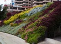 Floral splendor in Santa Cruz Tenerife Spain