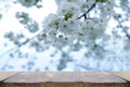 floral spring abstract nature panorama background with wooden base, apple tree Blossoms and Essence Spring, pink flowers, blooming Royalty Free Stock Photo