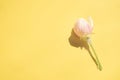 Floral spring background. Beautiful pink closed fresh flower of apple tree on yellow table