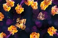 Floral spring background. Beautiful yellow flowers and butterfly on a purple and blue background. Artistic spring summer image.