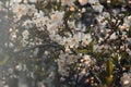 Floral spring background branch of cherry, apple tree with blossoming flowers instagram style. Still life concept, film Royalty Free Stock Photo