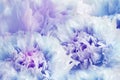 Floral spring background. Flowers blue-purple peonies and petals. Close-up. Nature Royalty Free Stock Photo